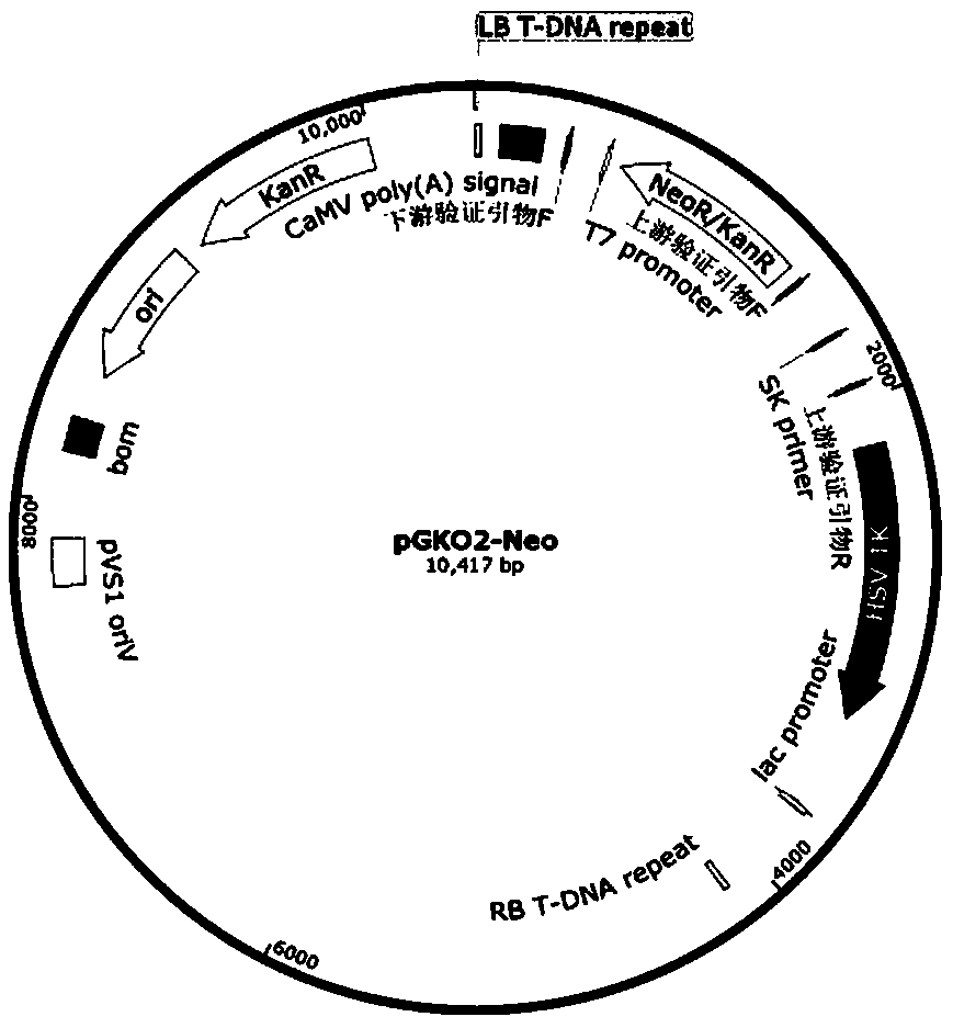 Construction method of monascus ruber for producing lovastatin in high yield instead of citrinin