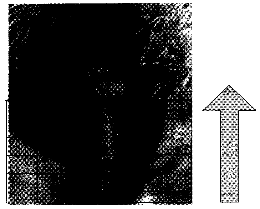 Face verification progress display method