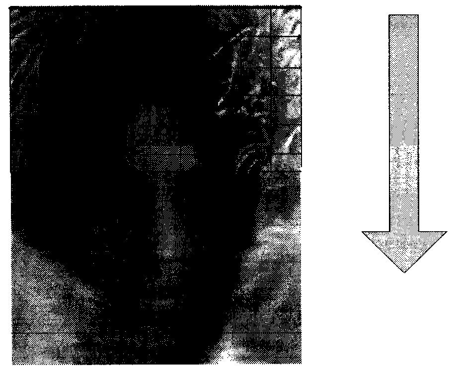 Face verification progress display method