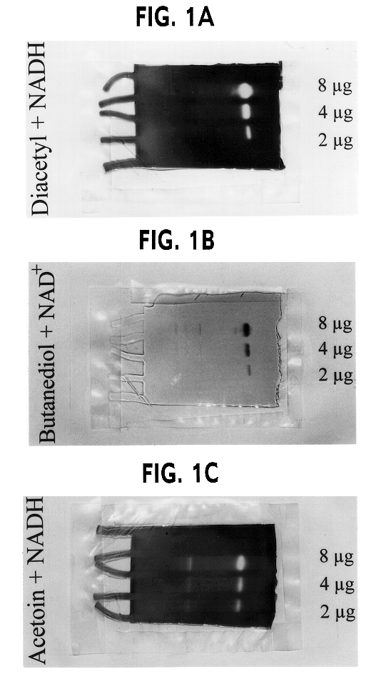 Genetically modified lactic acid bacteria having modified diacetyl reductase activities