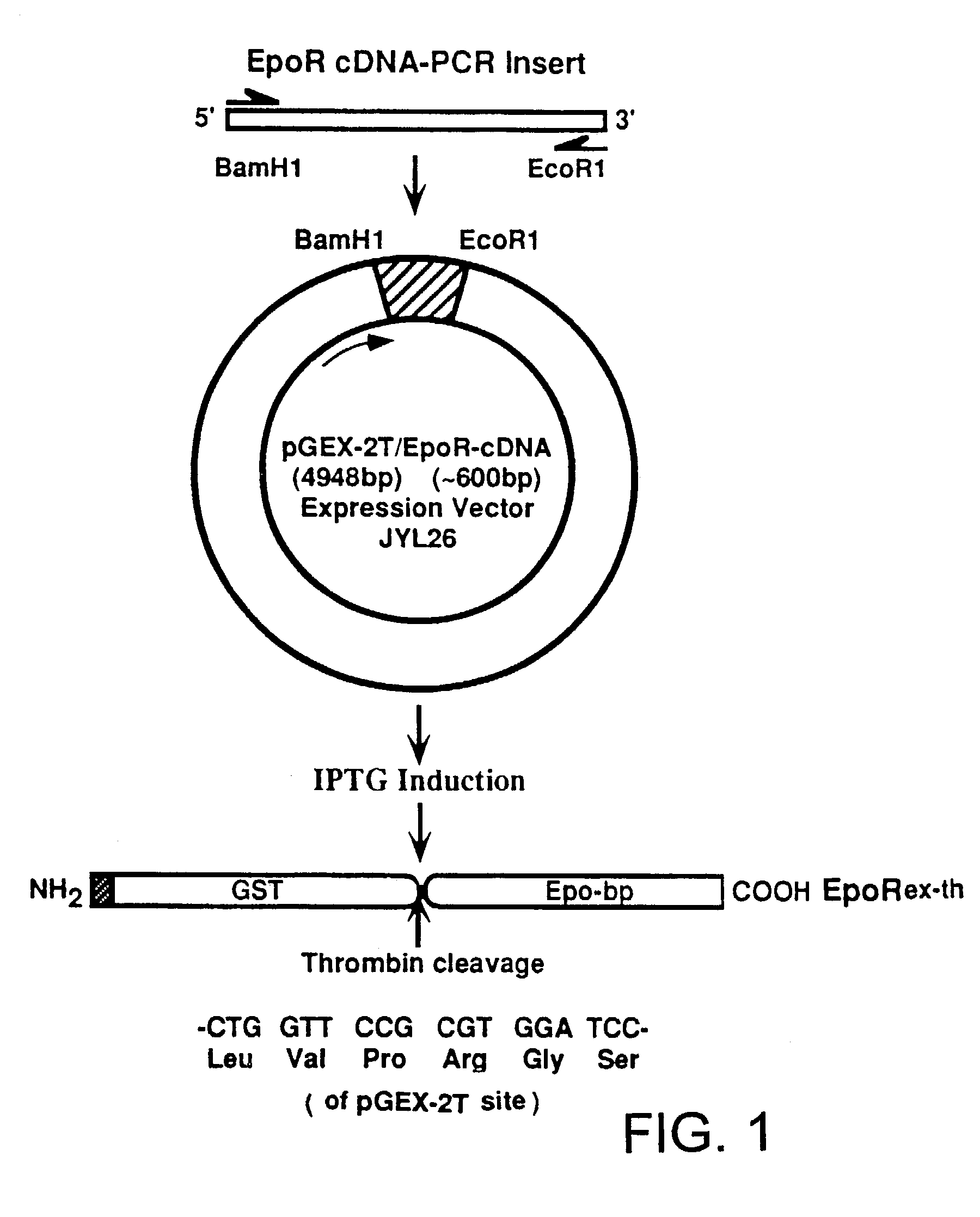 Detection of erythropoietin and erythropoietin receptor