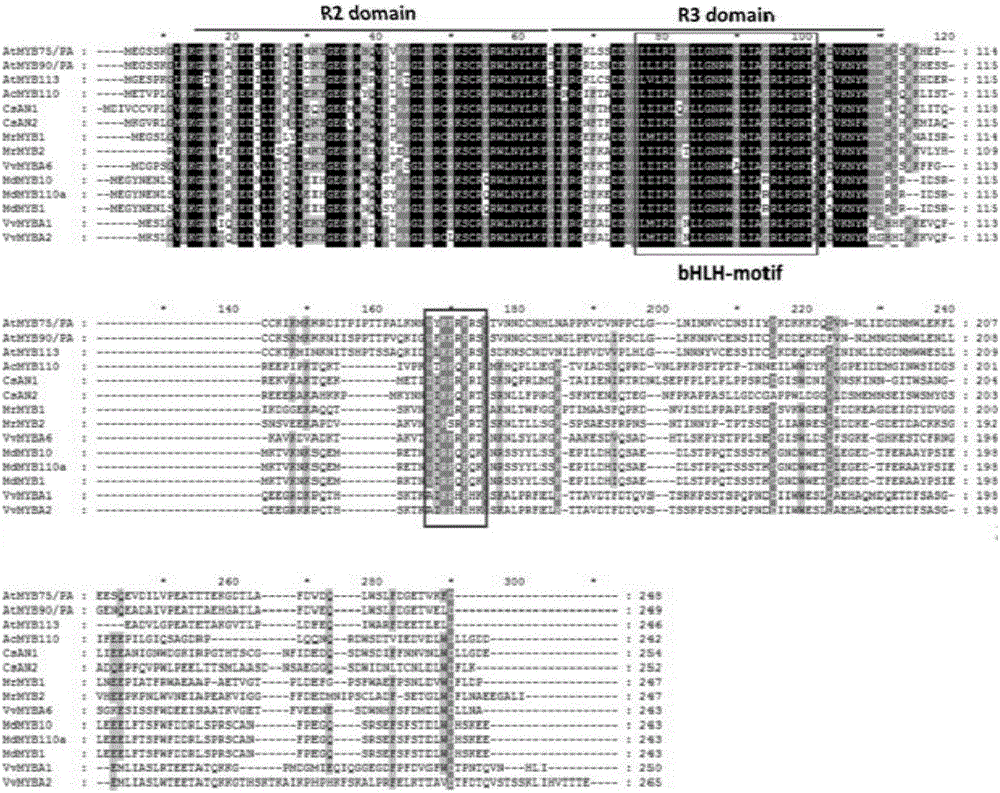 Tea tree MYB transcription factor CsAN1 and application thereof in regulation of anthocyanin metabolism