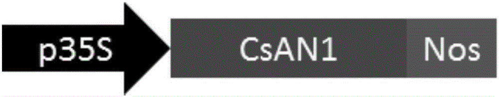 Tea tree MYB transcription factor CsAN1 and application thereof in regulation of anthocyanin metabolism