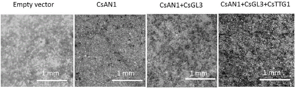 Tea tree MYB transcription factor CsAN1 and application thereof in regulation of anthocyanin metabolism