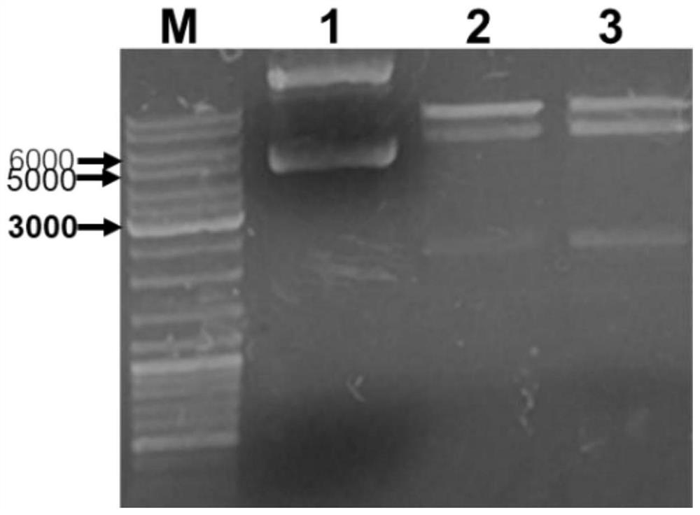 Recombinant chondroitinase AC and preparation method and application thereof