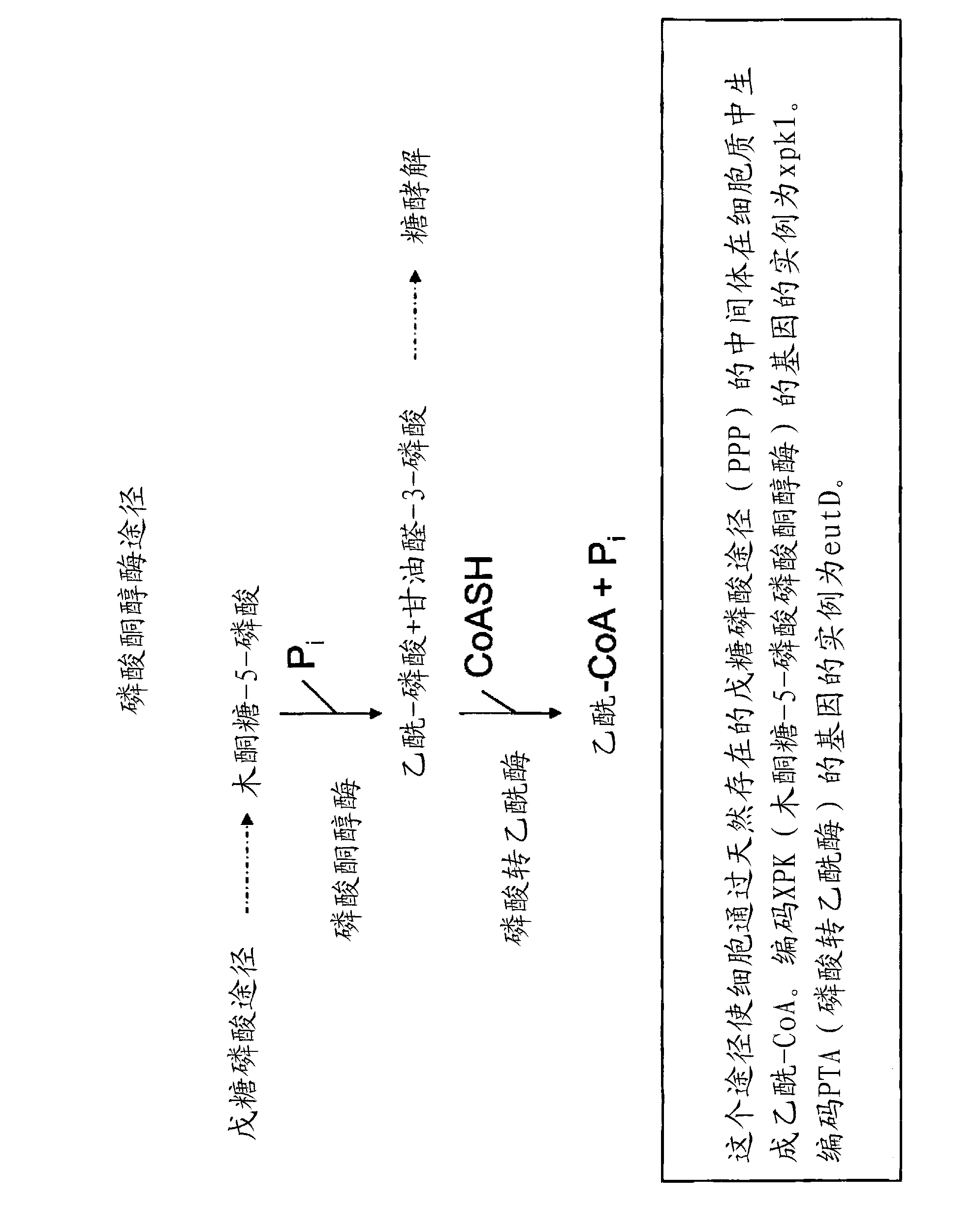 Recombinant host cells comprising phosphoketolases