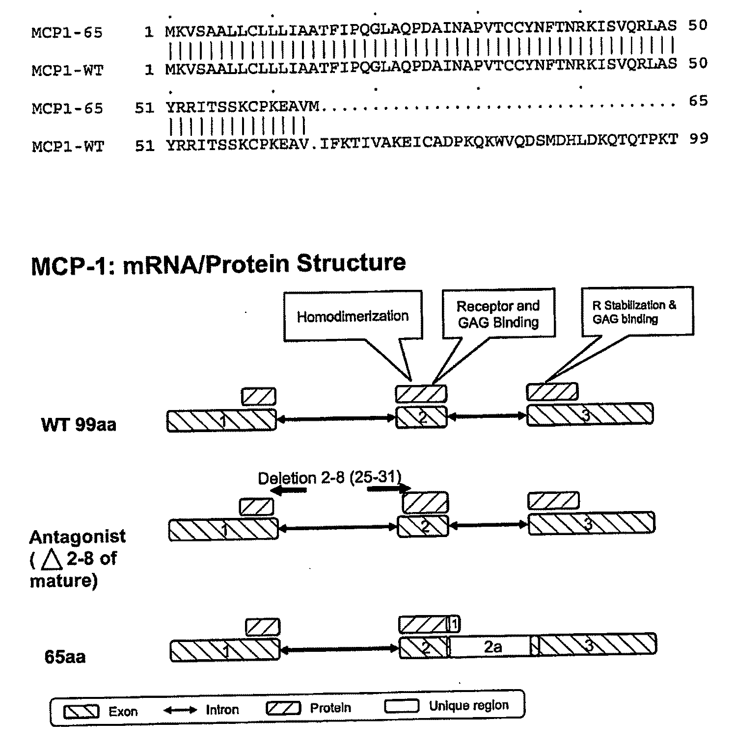 Mcp-1 splice variants and methods of using same