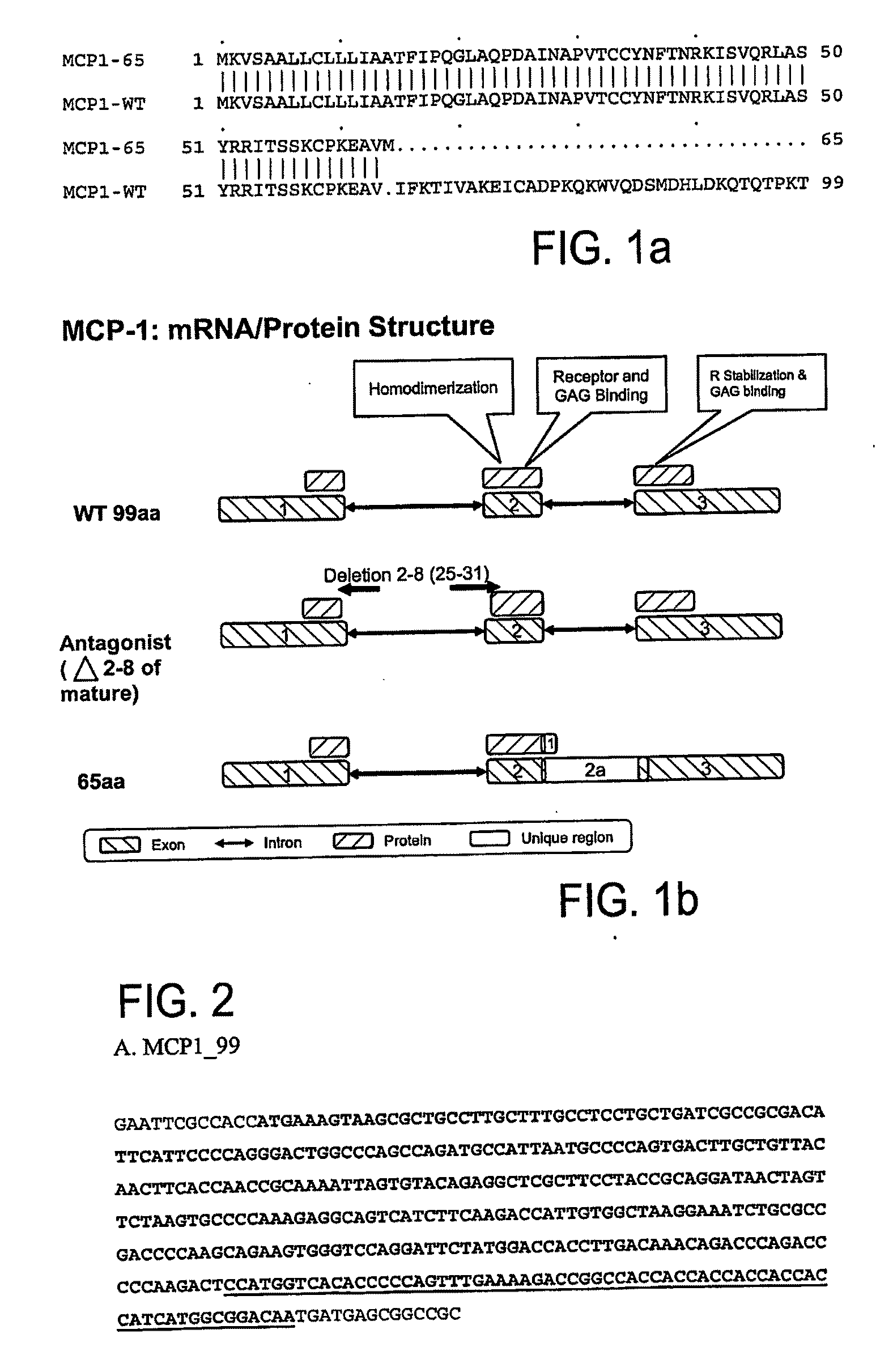 Mcp-1 splice variants and methods of using same