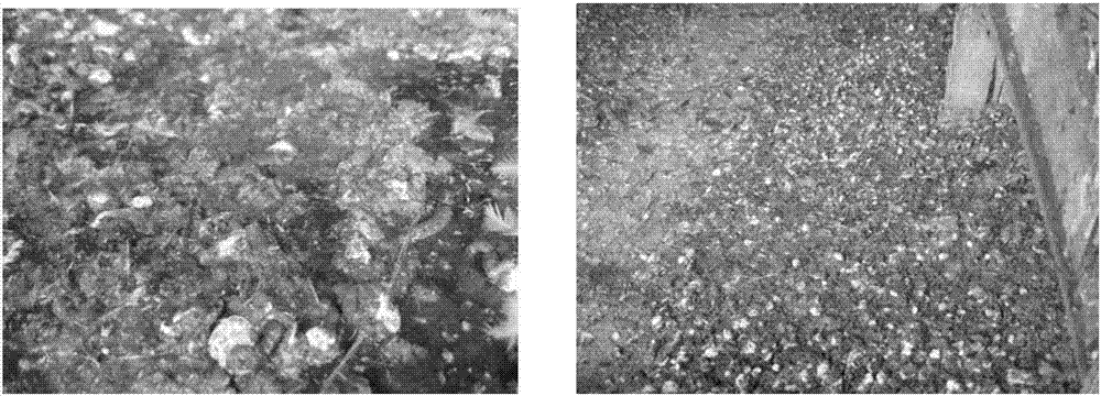 Traditional Chinese medicinal composition for treating intestinal canal diseases in domestic livestock and poultry and application thereof