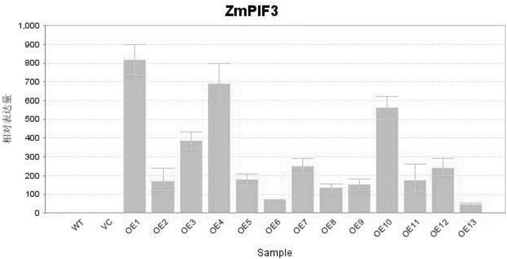 Molecular marker of maize transcription factor ZmPIF3 transgenic rice and application of molecular marker