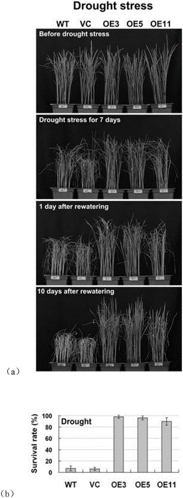 Molecular marker of maize transcription factor ZmPIF3 transgenic rice and application of molecular marker