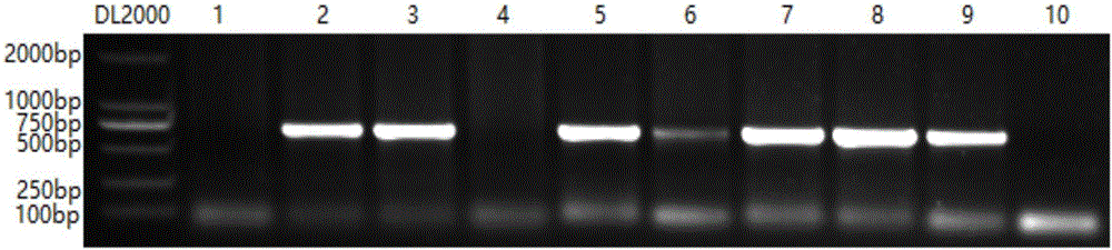 Molecular marker of maize transcription factor ZmPIF3 transgenic rice and application of molecular marker