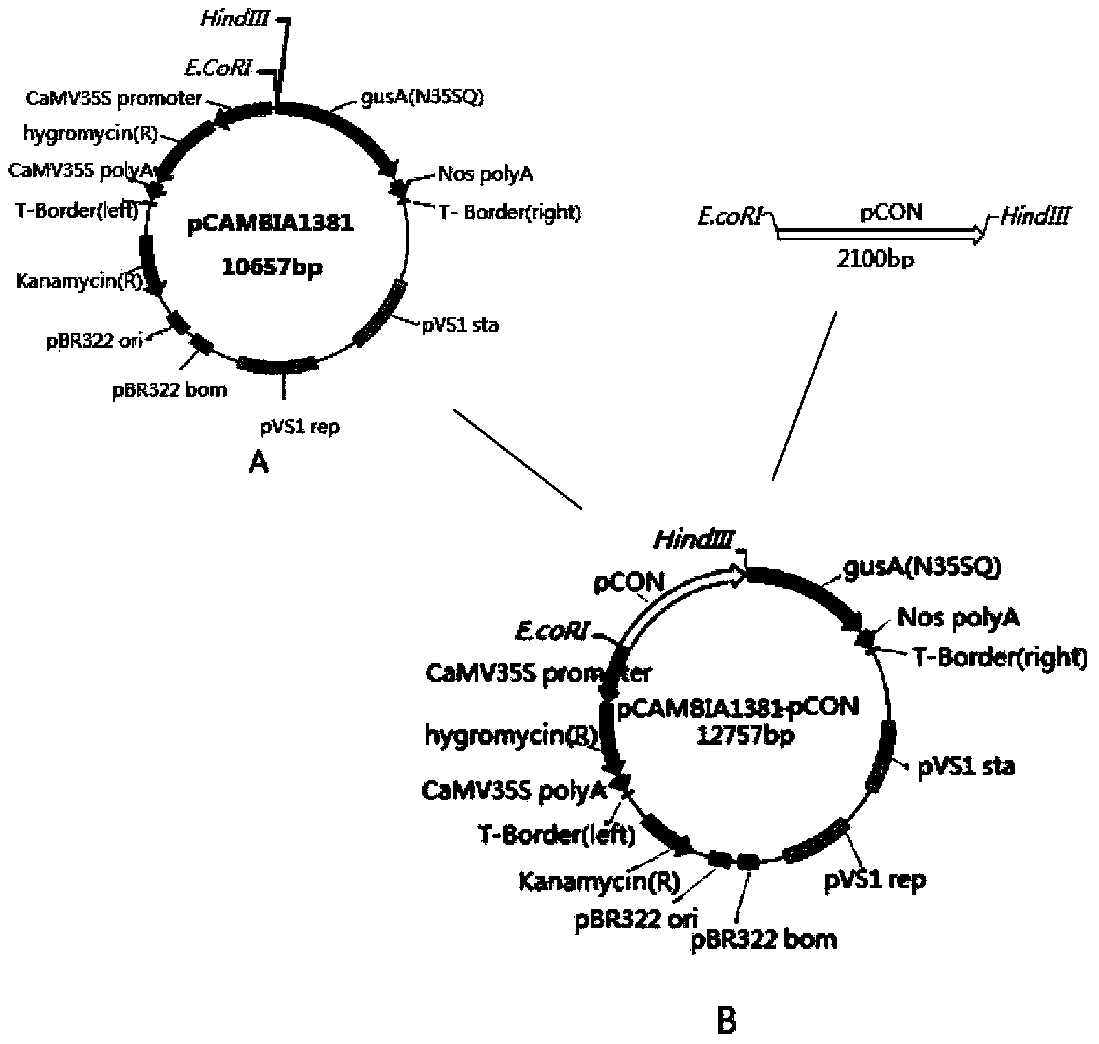 Rice constitutive type promoter and application thereof