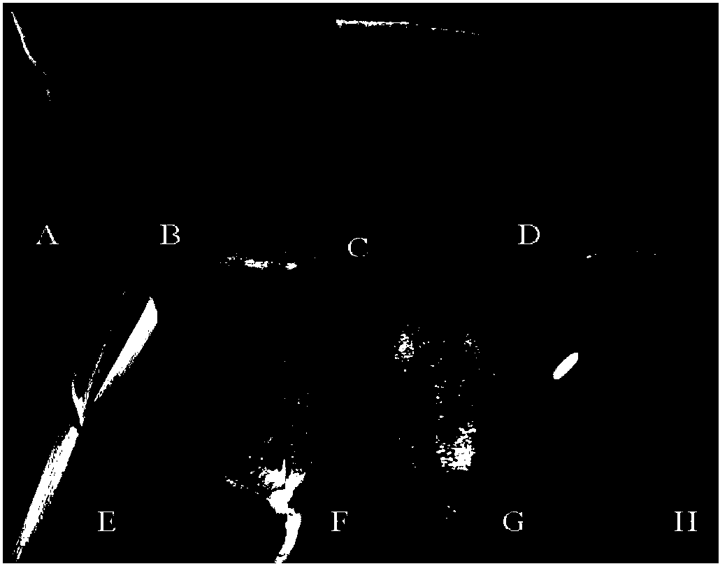 Rice constitutive type promoter and application thereof