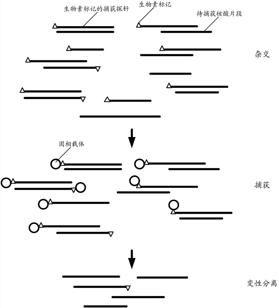 Method for capturing nucleic acid fragment