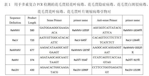 Method for synchronously detecting five important virus pathogens in ranunculus asiaticus