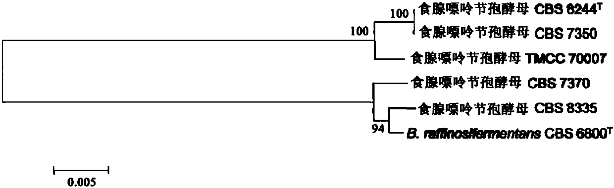 DNA bar code primers for rapidly identifying blastobotrys adeninivorans strain, DNA bar code, kit, method and application