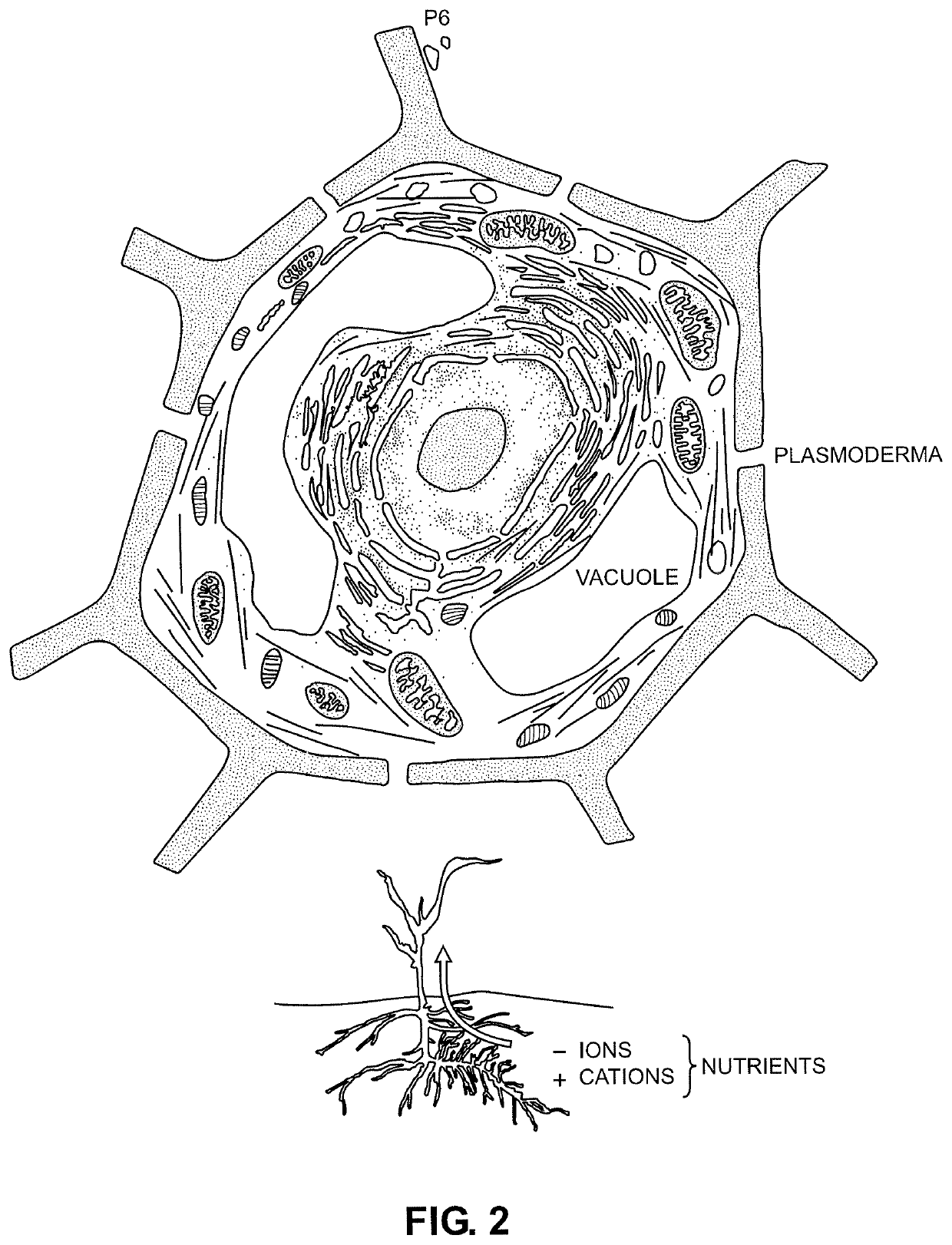 Engines structure for water molecules impulse, order and control for agricultural purposes