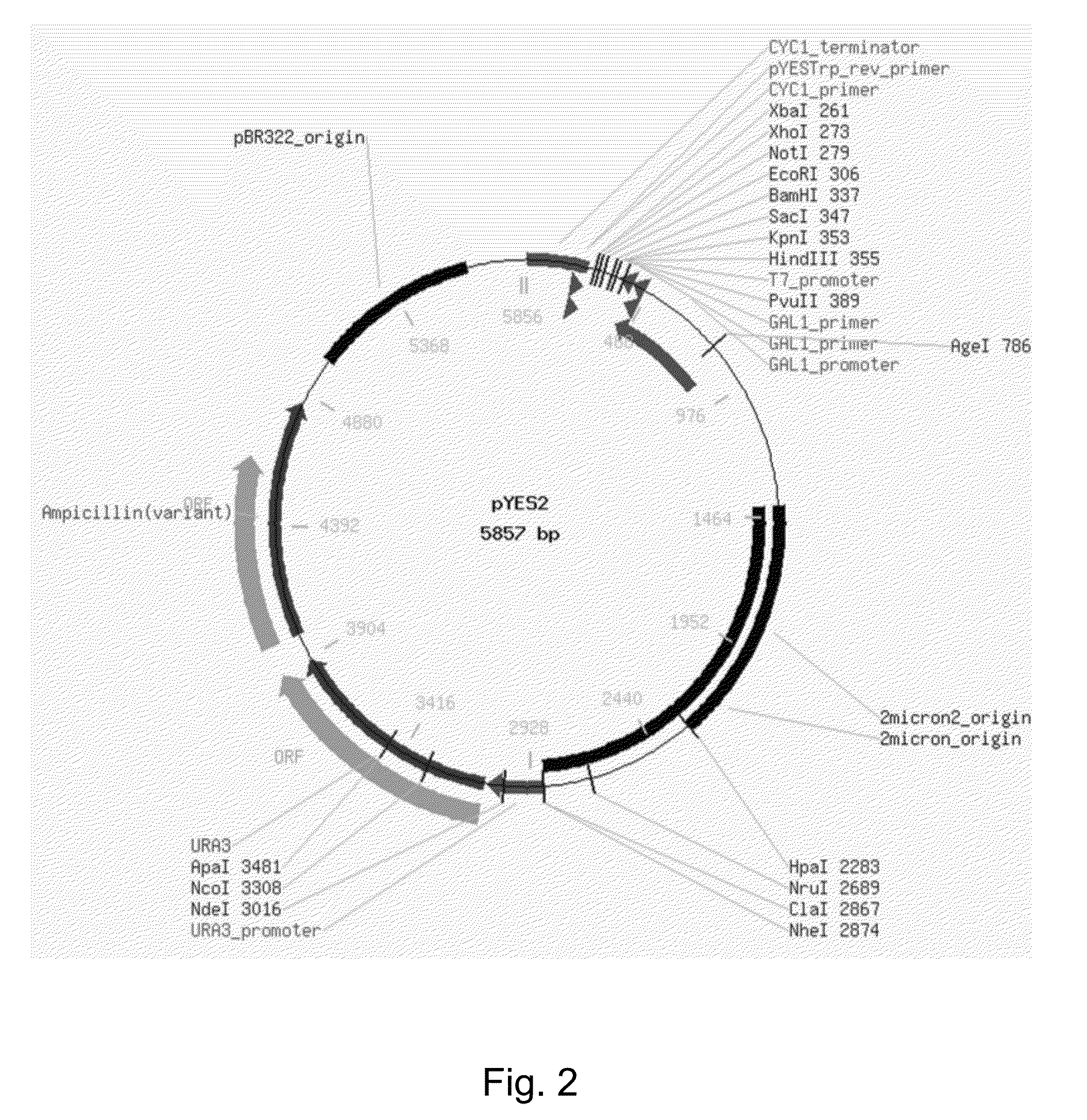 Myrmecia incisa reisigl diacylglycerol acyltransferase gene sequence and use thereof