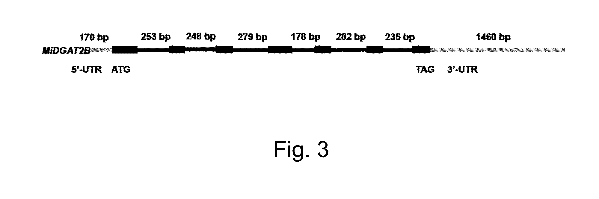 Myrmecia incisa reisigl diacylglycerol acyltransferase gene sequence and use thereof