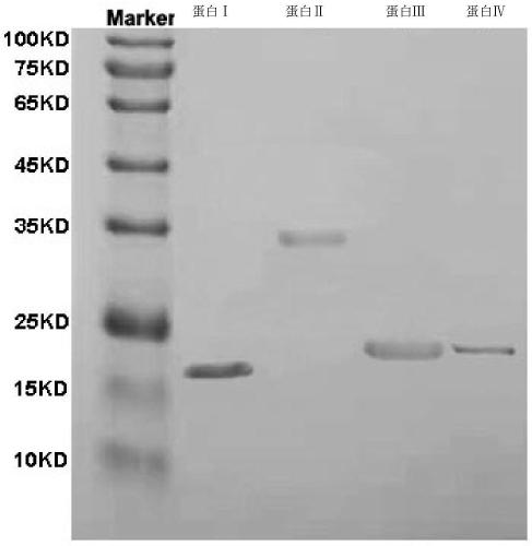 Swine composite interferon used for emergent prevention for African swine fever