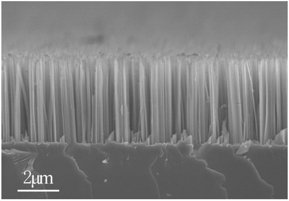 Self-driven Schottky junction near-infrared photoelectric detector based on silicone nanowire array and preparation method of photoelectric detector