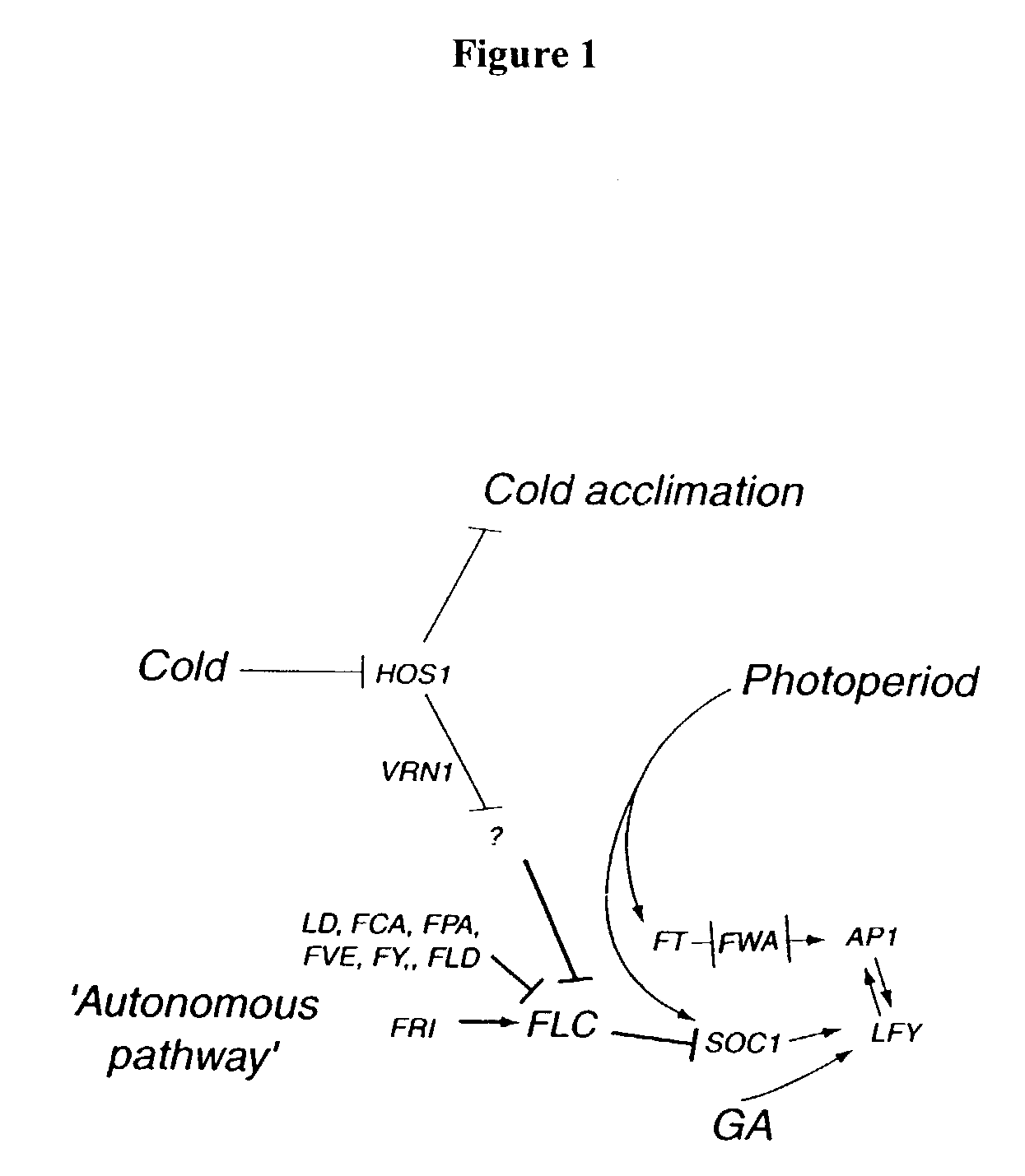 Plant vernalization independence (VIP) genes, proteins, and methods of use