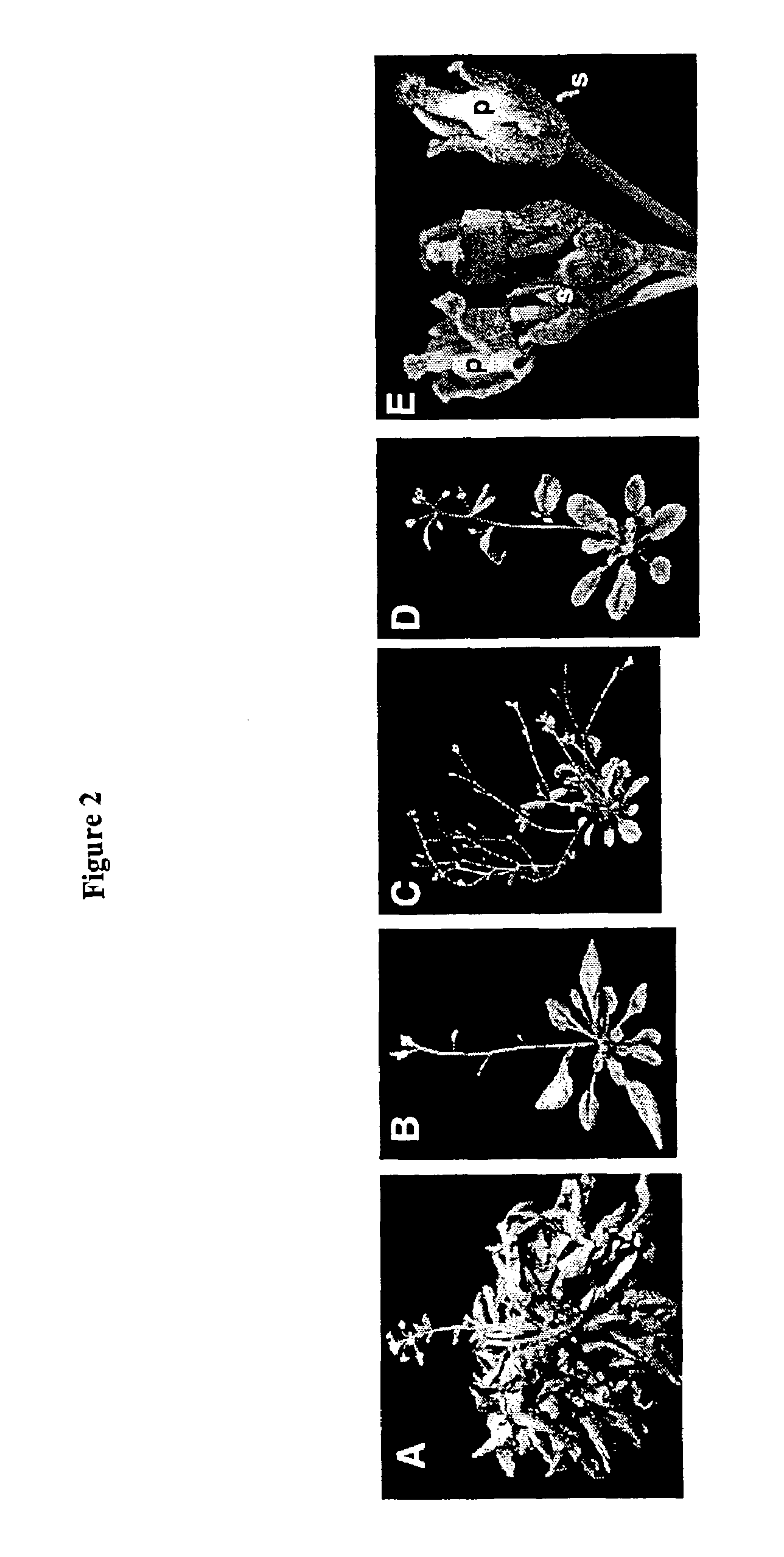 Plant vernalization independence (VIP) genes, proteins, and methods of use