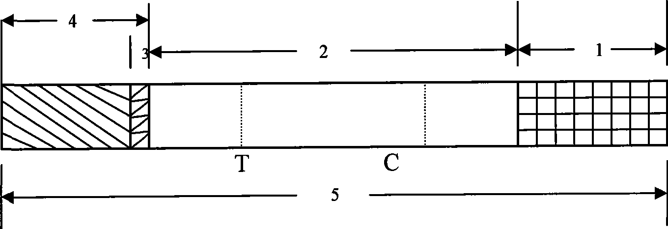 Test paper strip for detecting cleptospira colloidal gold, method for making same and applications