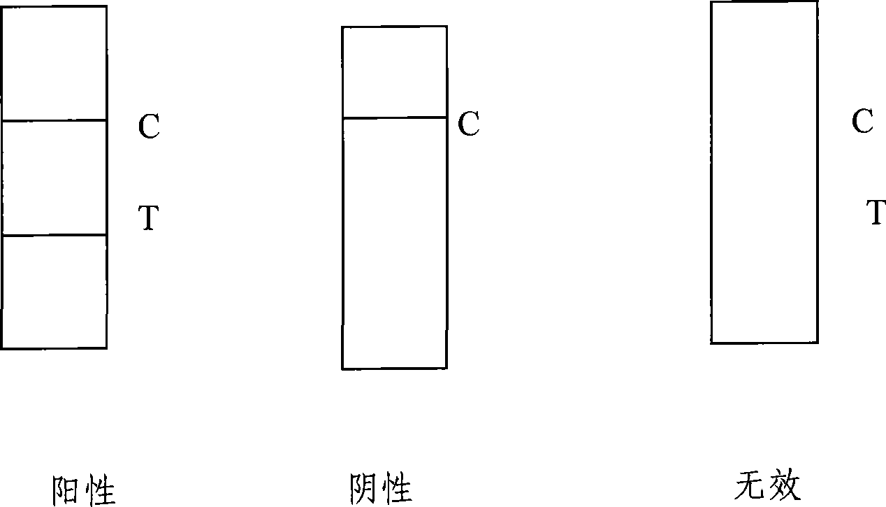 Test paper strip for detecting cleptospira colloidal gold, method for making same and applications