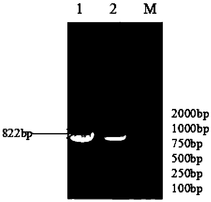 Construction method of mannheimia haemolytica LKTA protein prokaryotic expression vector and kit for detecting mannheimia haemolytica