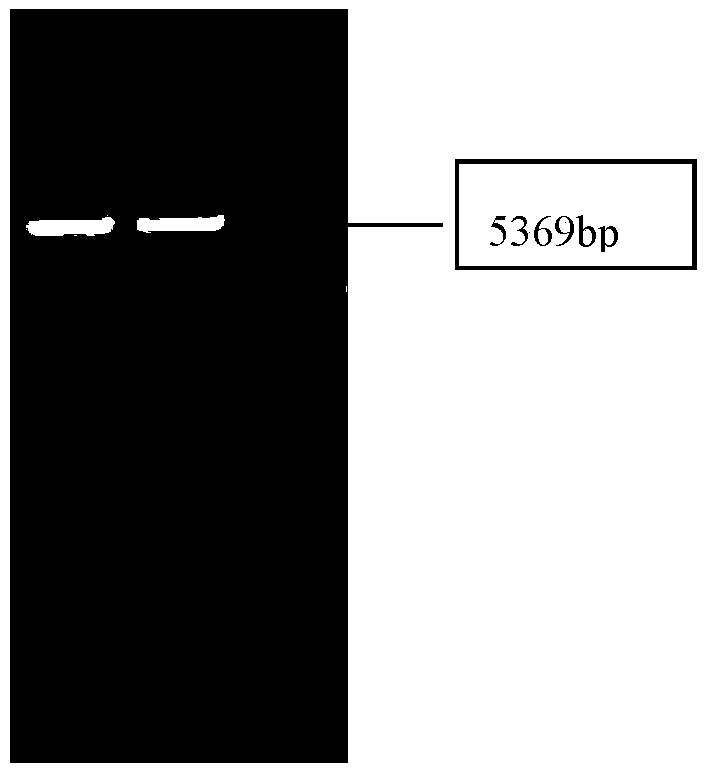 Construction method of mannheimia haemolytica LKTA protein prokaryotic expression vector and kit for detecting mannheimia haemolytica