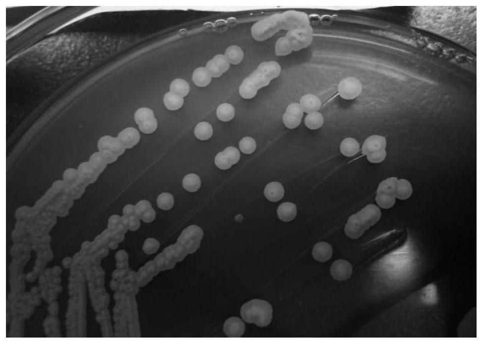 Yeast strain capable of degrading L-malic acid in grape wine and application