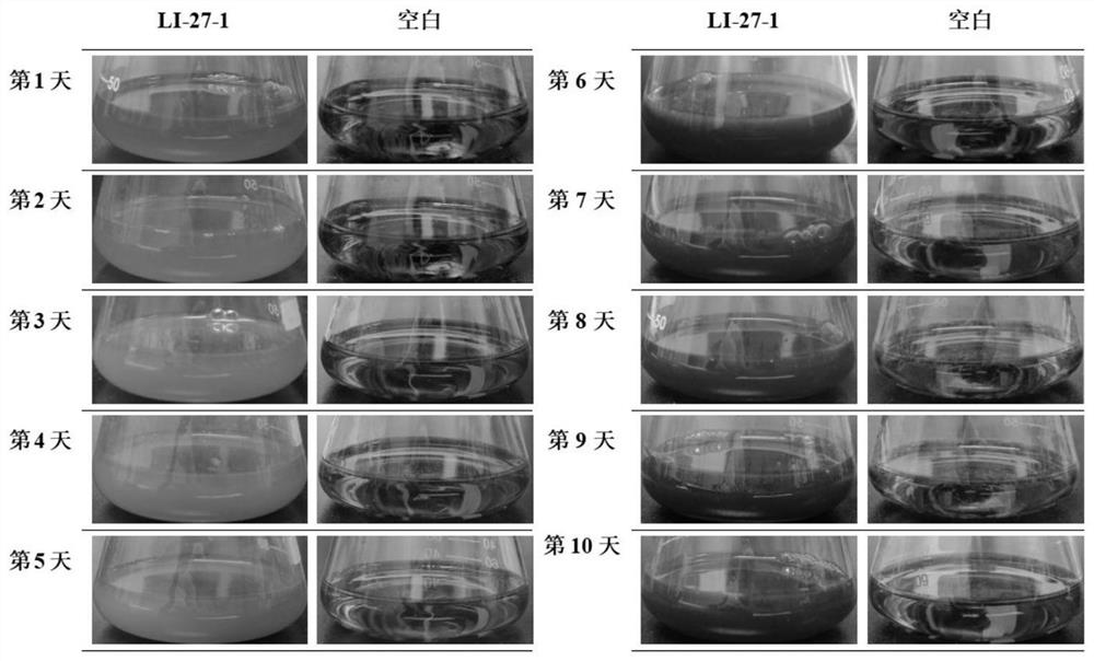 Yeast strain capable of degrading L-malic acid in grape wine and application