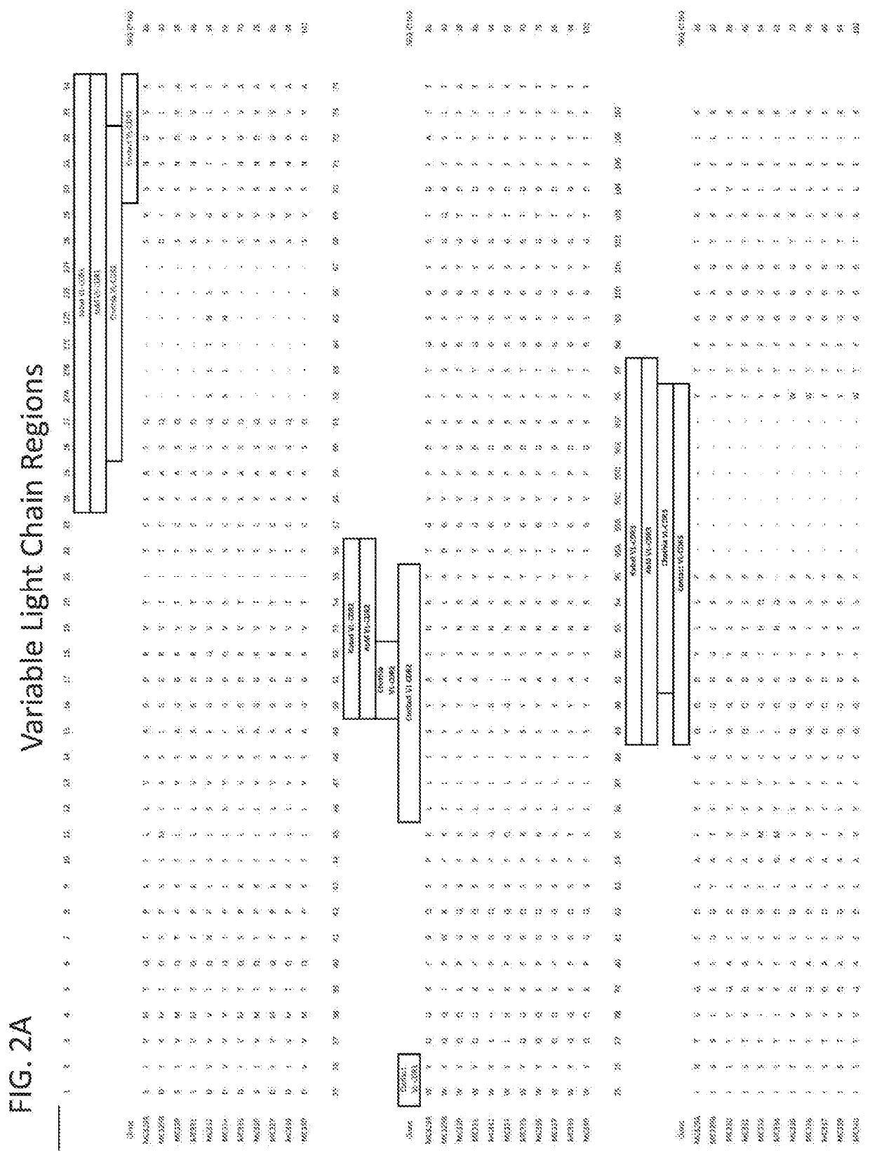 Plazomicin antibodies and methods of use