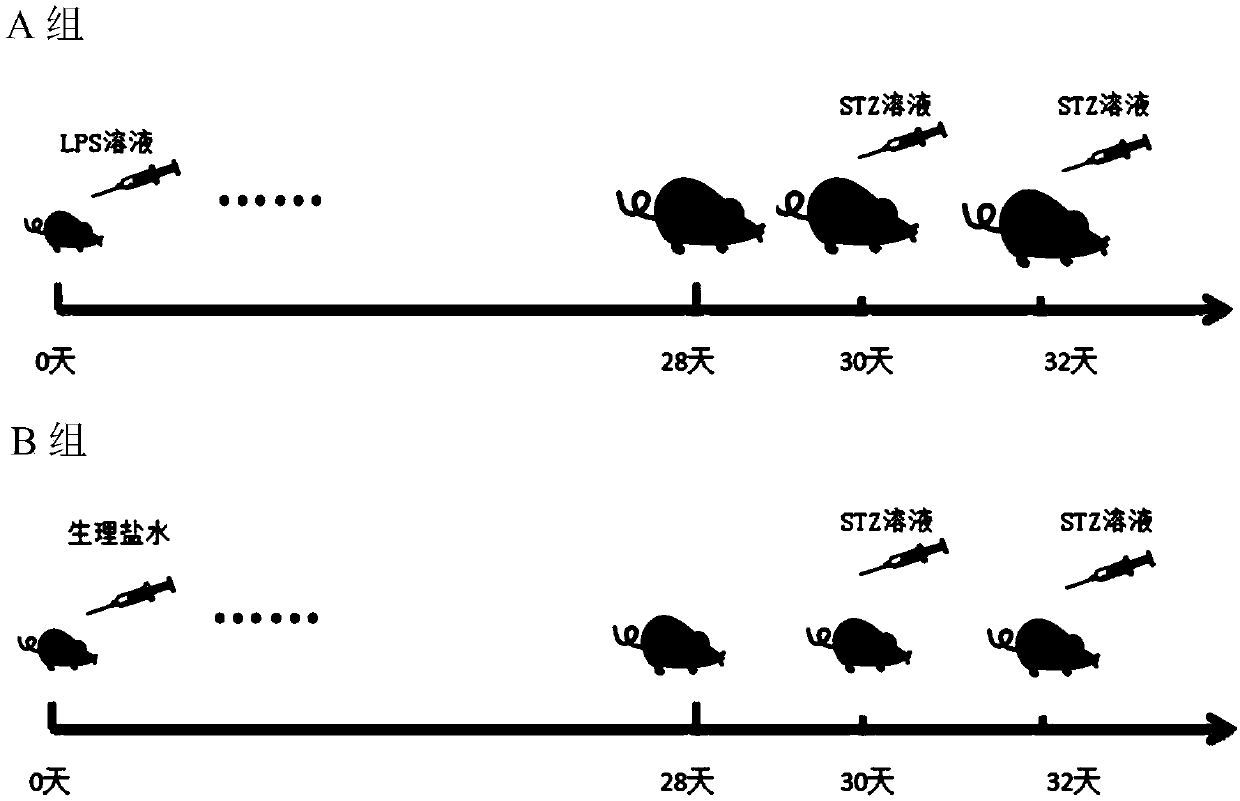 Establishment method for type 2 diabetes mellitus animal model