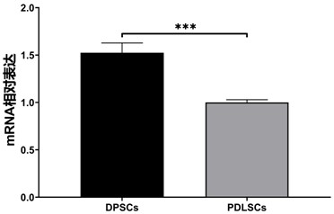 Application of HS90A as marker for identifying dental pulp stem cells and periodontal ligament stem cells, and kit and method for identifying dental pulp stem cells and periodontal ligament stem cells