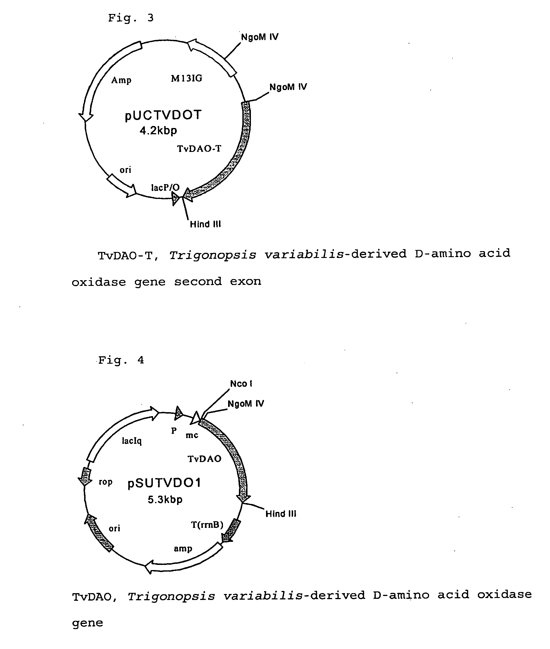 Method for producing l-amino acids