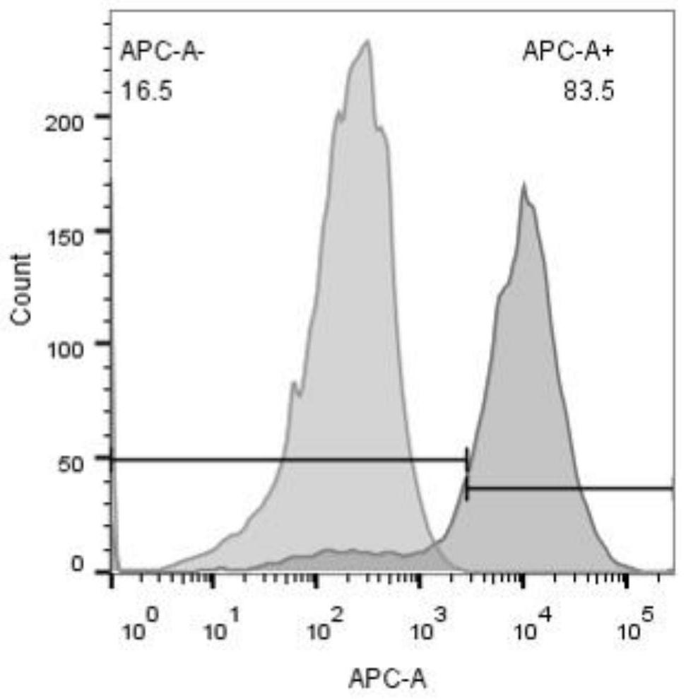 PD-L1 targeted sorafenib-loaded PLGA nano preparation and preparation method thereof