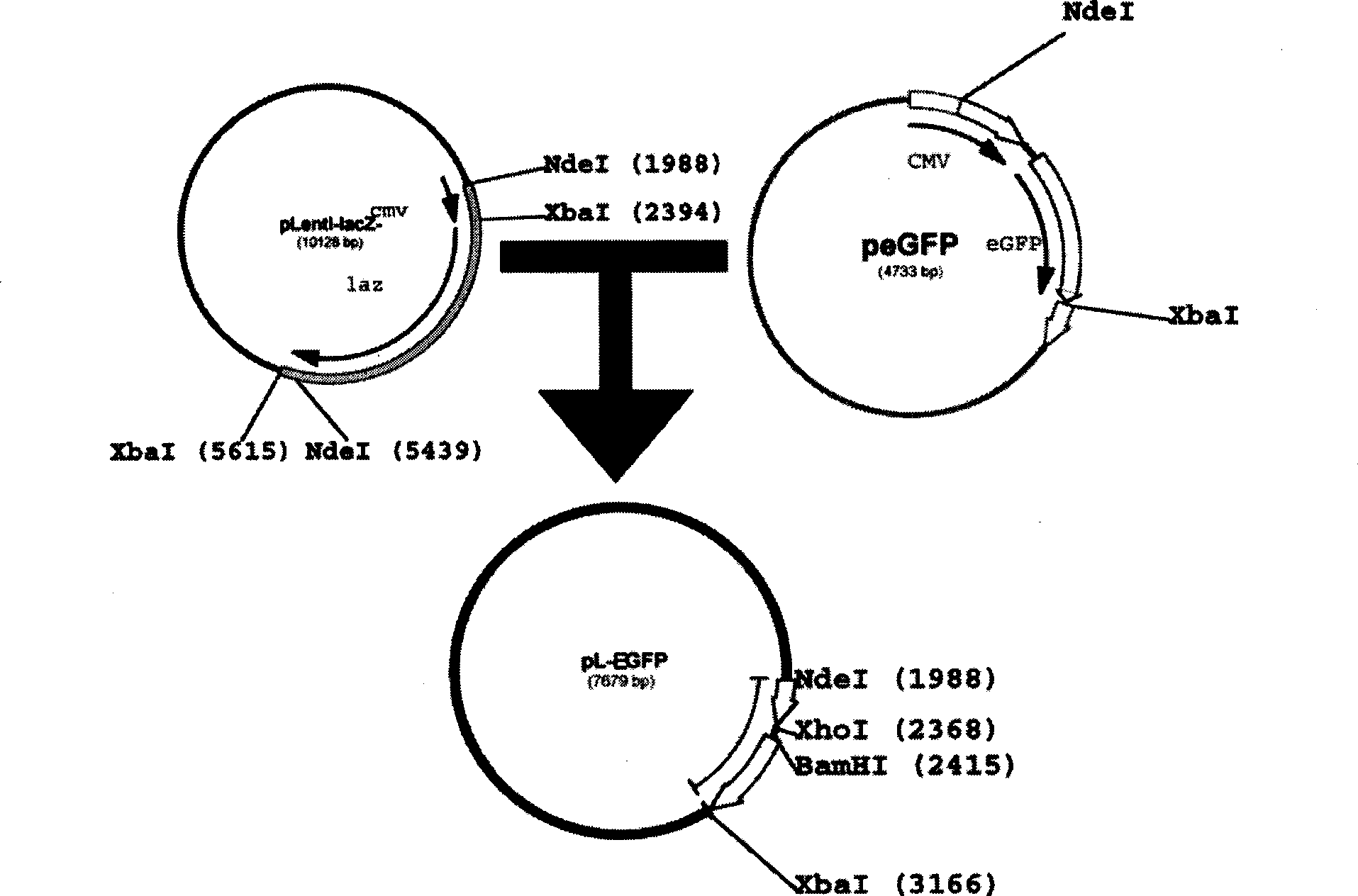 Method for obtaining transgenic chicken by lentivirus vector mediated in vivo transfection of spermatogonial stem cell