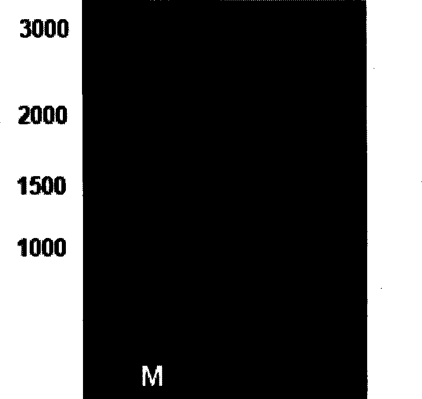 Method for obtaining transgenic chicken by lentivirus vector mediated in vivo transfection of spermatogonial stem cell