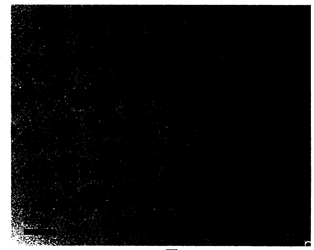 Building method of molecularly imprinted fluorescent probe, and application thereof in benzimidazole detection