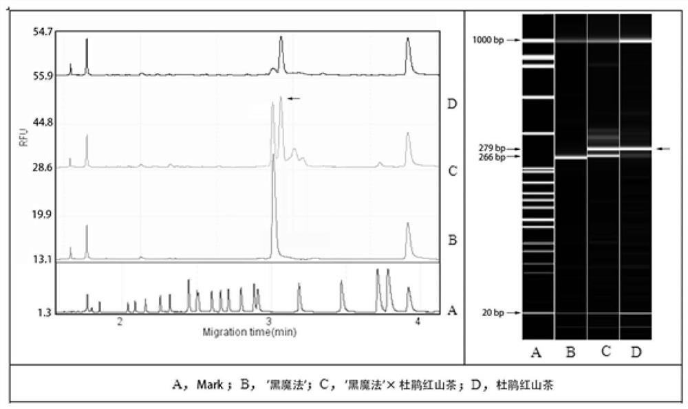 SSR (Simple Sequence Repeat) marker primer for black camellia hybrid identification and application