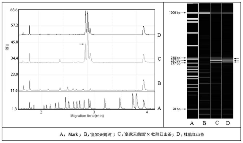 SSR (Simple Sequence Repeat) marker primer for black camellia hybrid identification and application