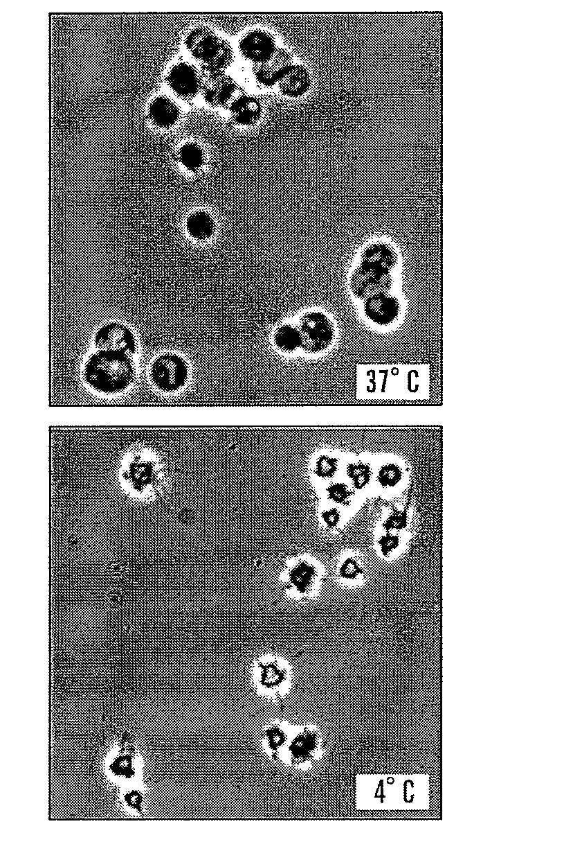 Cold storage of modified platelets