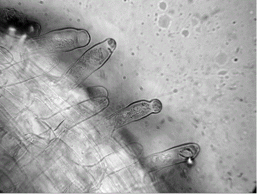 Cultivation method for observing Plasmodium infestation of Brassicaceae plants