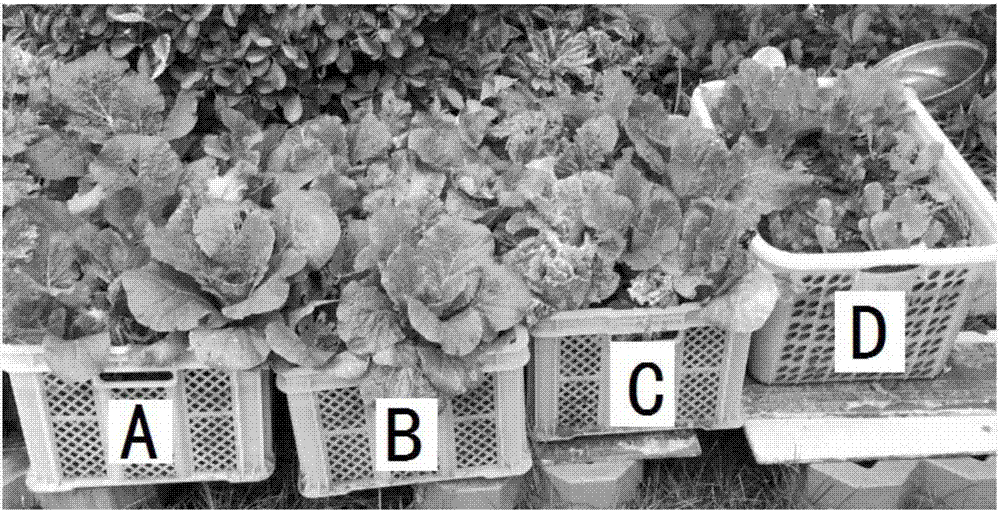 Tea-leaf organic fertilizer and preparation method thereof