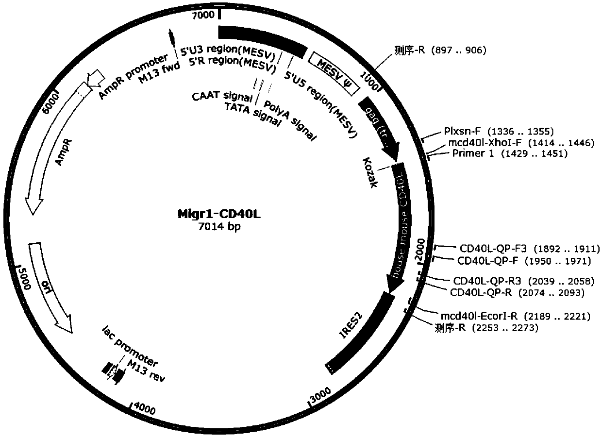 T cell capable of improving immune response, and preparation method and application thereof