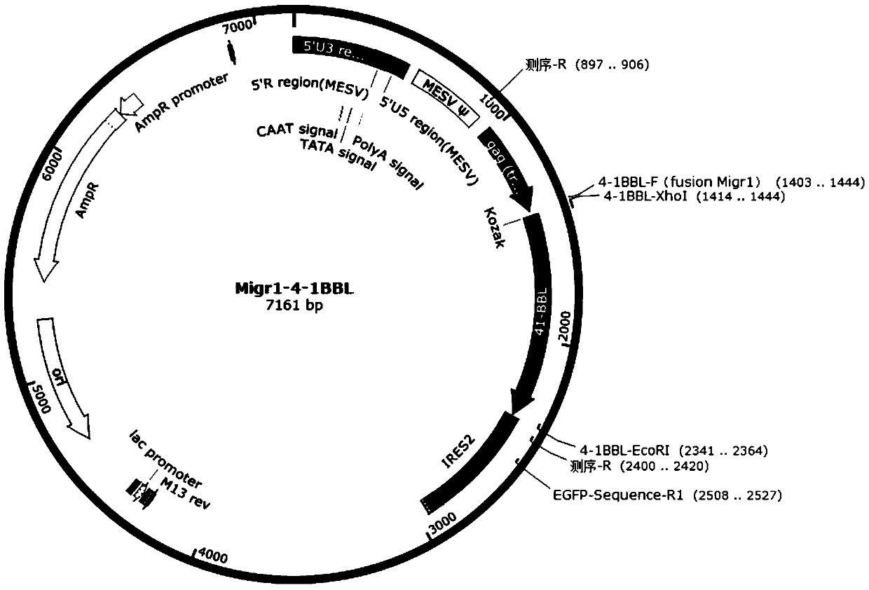 T cell capable of improving immune response, and preparation method and application thereof