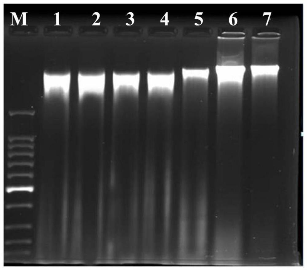 Citrus DNA rapid extraction method